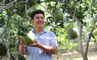 Gác giấc mơ giảng đường, đưa bưởi da xanh chinh phục thị trường quốc tế