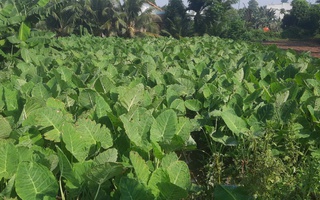 Vùng nông nghiệp xanh giữa cù lao Rùa