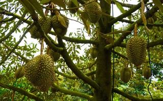 Sầu riêng TPHCM chinh phục thị trường xuất khẩu bằng chất lượng