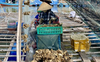 Hàu Thái Bình Dương mở lối "nuôi biển" bền vững