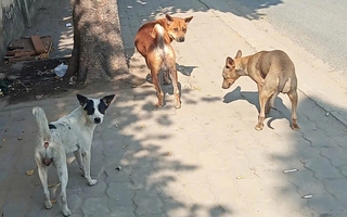 Chuyện riêng, hệ lụy chung