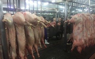 Giá heo hơi hôm nay, 30-6: Chợ đầu mối tiếp tục điều chỉnh giảm