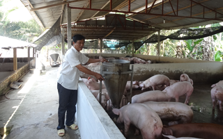 Người nuôi heo lãi lớn