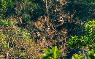 Hồi sinh "lãnh địa" linh trưởng