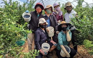 Tin vui cho lao động Việt Nam làm việc tại Úc