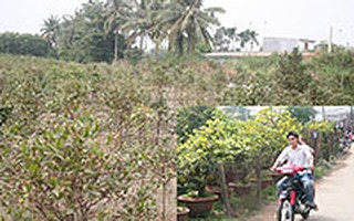 Mai Tết: Khổ vì triều cường