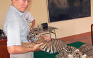 Khởi tố giám đốc Công ty Pacific