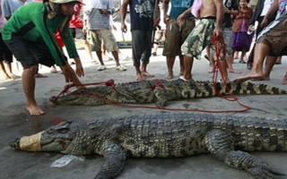 Nghi án cá sấu tấn công người ở Bangkok