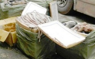 Chở thịt thối và 3.000 lọ thuốc tân dược trên xe khách
