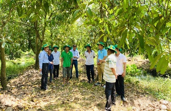 Phục hồi vườn cây ăn trái ĐBSCL sau ngập úng: Giải pháp khoa học cho bà con nhà vườn