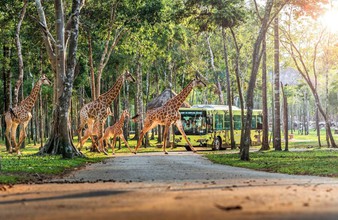 10 năm Vinpearl Safari Phú Quốc: Dấu ấn tiên phong của safari bán hoang dã đầu tiên tại Việt Nam