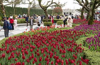 Tháng 3, Bà Nà chào đón người dân miền Trung - Tây Nguyên du xuân, thưởng ngoạn lễ hội hoa Tulip