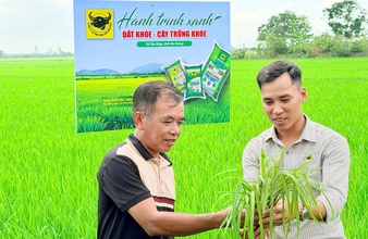 Lo từ gốc để cây lúa khỏe hơn