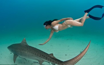 Mỹ nhân khỏa thân vui đùa với cá mập hổ