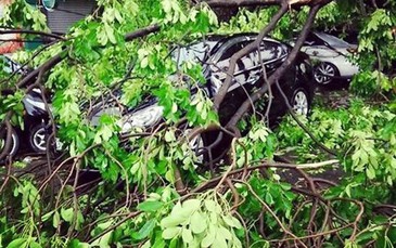 Xe nhà MC Phan Anh bị cây đè sau cơn mưa giông