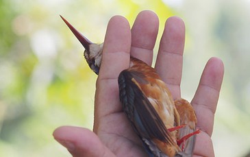 Nghệ thuật phải nhân văn!