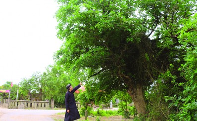 Thăm rừng lộc vừng hơn trăm năm tuổi - Vimarsana News