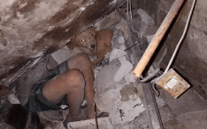 Chó xông vào nguy hiểm cứu gia đình chủ trong động đất ở Philippines
