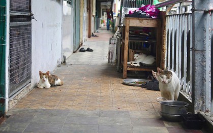 Chuyện dài về hàng xóm trong chung cư