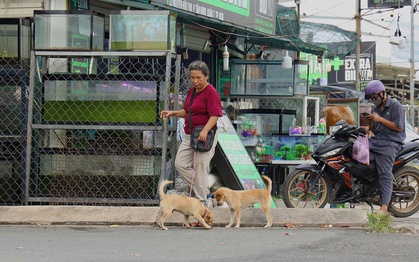Giải nỗi lo chó thả rông