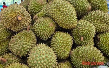 Giá sầu riêng tăng vọt nhưng nông dân vẫn kém vui