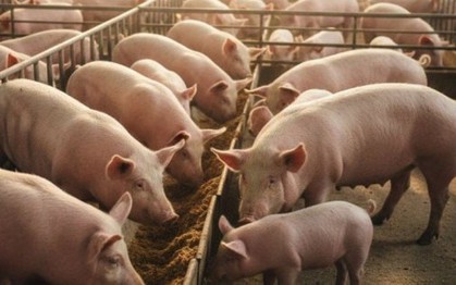 Giá heo hơi hôm nay, 30-11: Diễn biến bất ngờ sau nhiều tháng sụt giảm