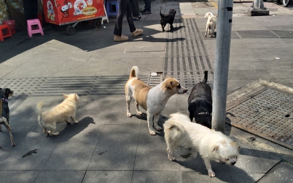 Từ ngày 15-12, có thể quay clip chó không rọ mõm gửi công an?