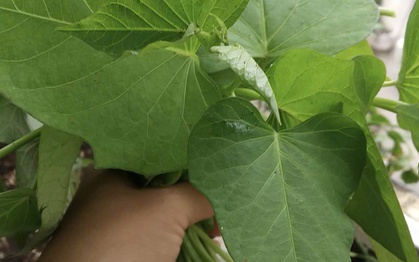 Xuất khẩu lá lạ, bất ngờ thu về 10 triệu USD