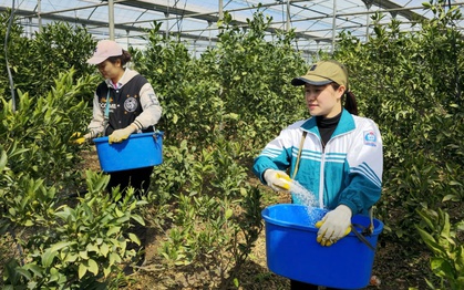 Cơ hội sang Hàn Quốc làm việc thêm rộng mở