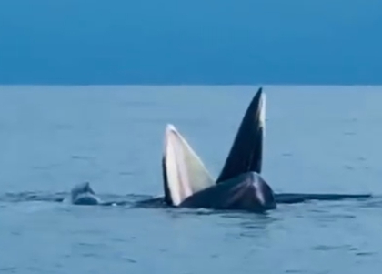 CLIP: Đàn cá voi trồi lên trồi xuống trên mặt biển Cô Tô