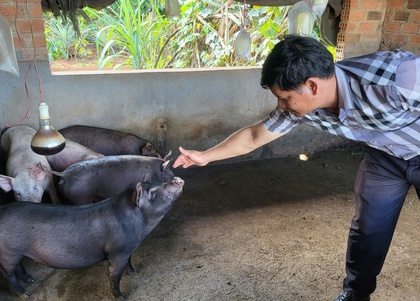 Xác định nguyên nhân heo dự án giảm nghèo chết hàng loạt