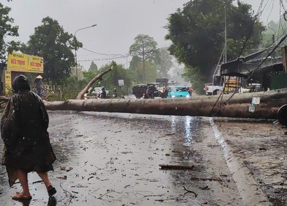 Đắk Lắk: Cổ thụ bật gốc, đè xe cứu thương