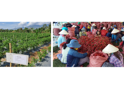Tập đoàn CJ  mở rộng vùng nguyên liệu ớt tại Ninh Thuận