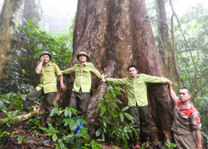 Ba "cụ cây" hơn 500 năm tuổi nhiều người ôm không xuể ở Pù Luông