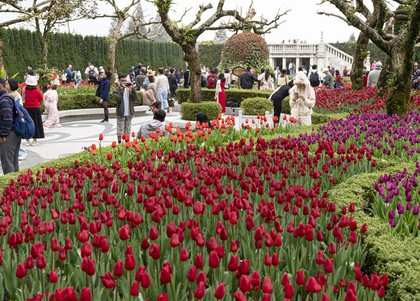 Tháng 3, Bà Nà chào đón người dân miền Trung - Tây Nguyên du xuân, thưởng ngoạn lễ hội hoa Tulip