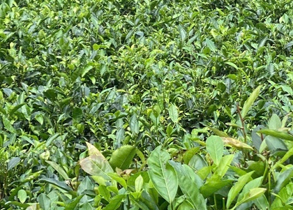 Lan man… trà Việt