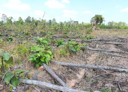 Khởi tố vụ hủy hoại 8 ha rừng tại khu vực biên giới Gia Lai