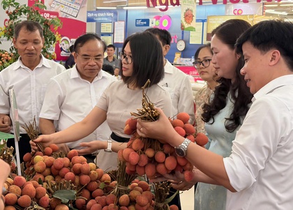 Saigon Co.op đưa 300 tấn vải Thanh Hà vào hệ thống phân phối toàn quốc