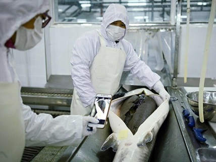 Trứng cá tầm Trung Quốc lên ngôi trên toàn thế giới