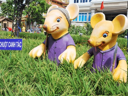 Ngắm những chú chuột làm nông dân ở đường hoa Xuân lớn nhất miền Tây