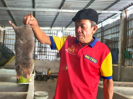 CLIP: Bí quyết “hốt bạc” từ việc nuôi chuột tre ở đồng bằng