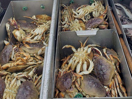 Thái Bình Dương đang biến thành bể axít khổng lồ