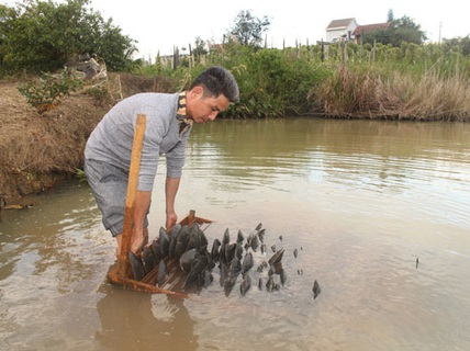 Kho ngọc chục tỉ nằm dưới ao ở huyện M’Đrắk, tỉnh Đắk Lắk
