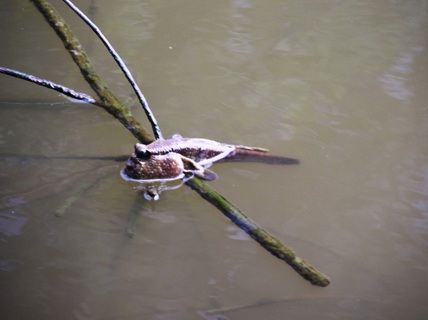 Loài cá bé nhỏ biết... leo cây được Cà Mau nghiên cứu bảo tồn và phát triển
