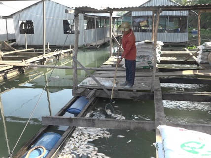 Dân đứng ngồi không yên, vội di dời bè do cá chết hàng loạt