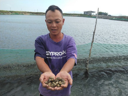 Giá ốc hương giống giảm 50%