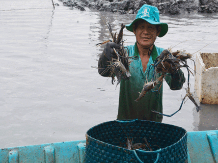 Phá thế độc canh cây lúa