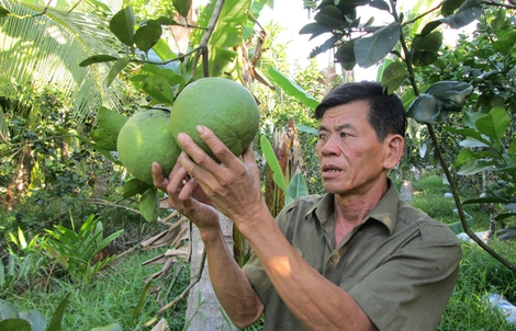 1 kg bưởi da xanh bằng 10 kg lúa