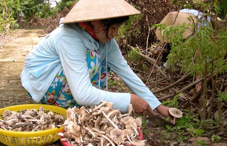 Hơn nửa triệu đồng 1kg nấm mối đầu mùa ở miền Tây