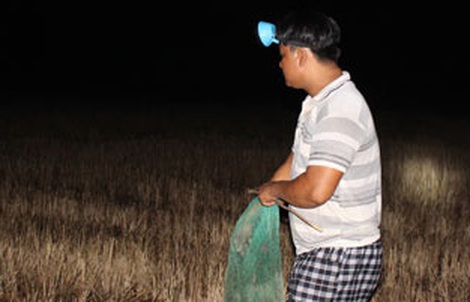 Bồi hồi mùa soi nhái